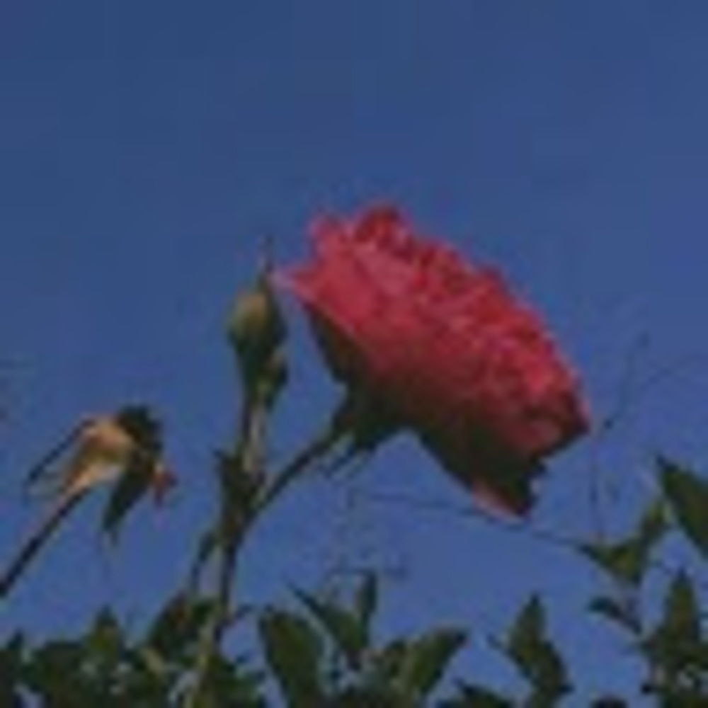 Meet your Posher, Adriana